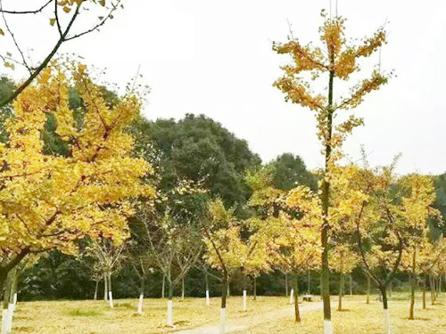 學(xué)校環(huán)境 學(xué)校環(huán)境